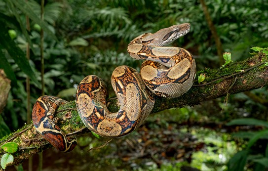 Boa constricteur