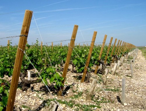 Piquets de vigne
