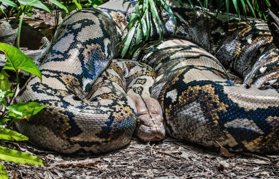 Python