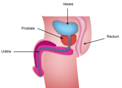 Schéma montrant la prostate de l’homme
