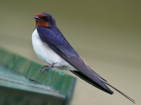 Hirondelle
