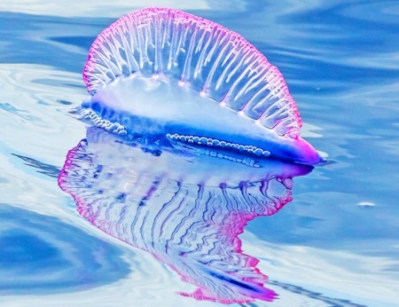 Hydrozoaire