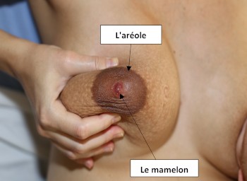 Le mamelon au centre de l’aréole