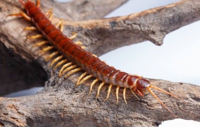 Mille-pattes