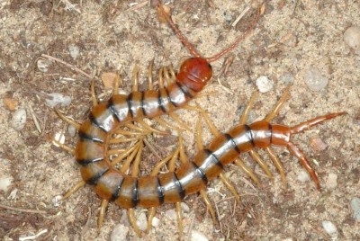 Myriapode