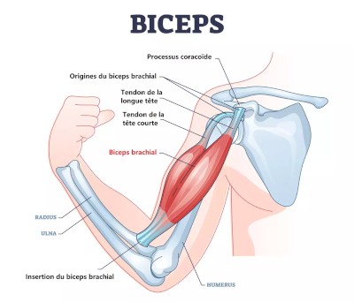 Schéma du biceps du bras