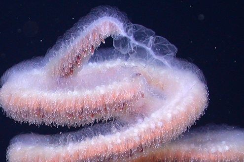 Siphonophore