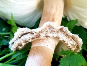 Anneau de champignon