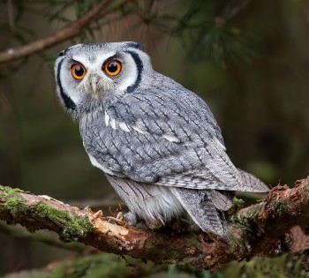 Hibou