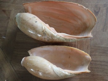 Mollusque volute