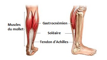 Schéma montrant les muscles du mollet