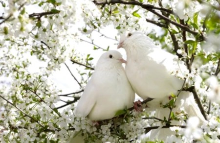 Couple de colombes