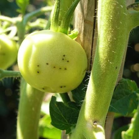 Moucheture bactérienne sur une tomate