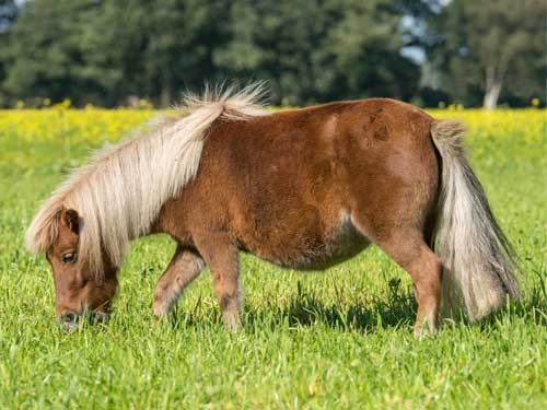 Poney