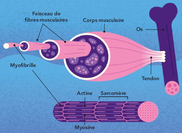Schéma d’un muscle montrant la myofibrille