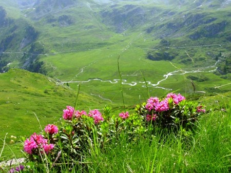 Vallon